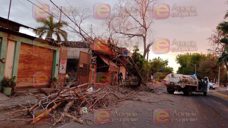 Fuertes vientos dejan árboles caídos en Apatzingán