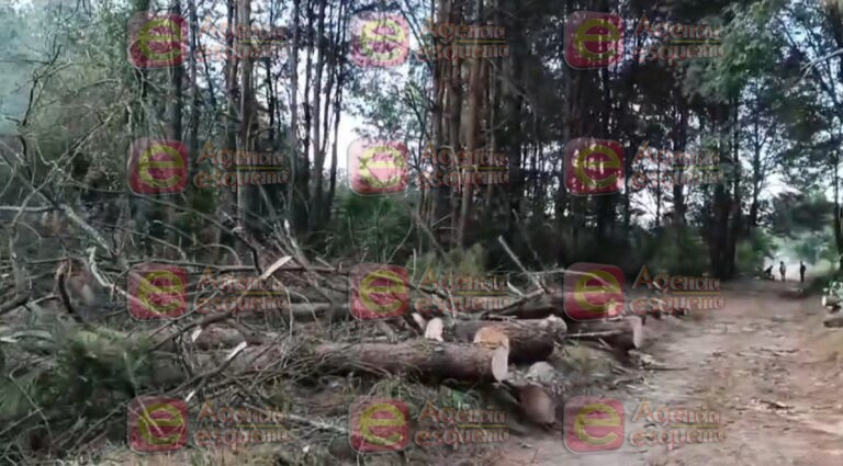 Denuncian ecocidio, en los bosques de Tiamba