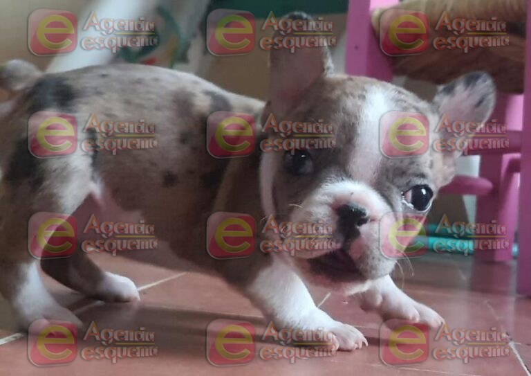 Niña pide a familia que le regresen a su perrita “Kala”