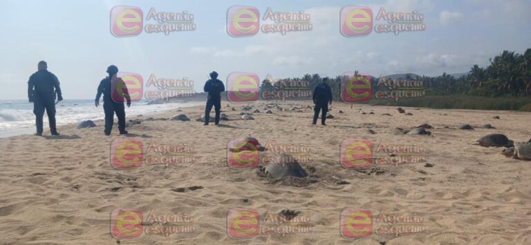 Guardia Civil protege arribo de tortugas marinas en Aquila