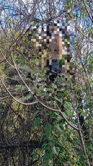 Encuentran a joven ahorcado de un árbol, sobre la carretera Uruapan-San Juan Nuevo