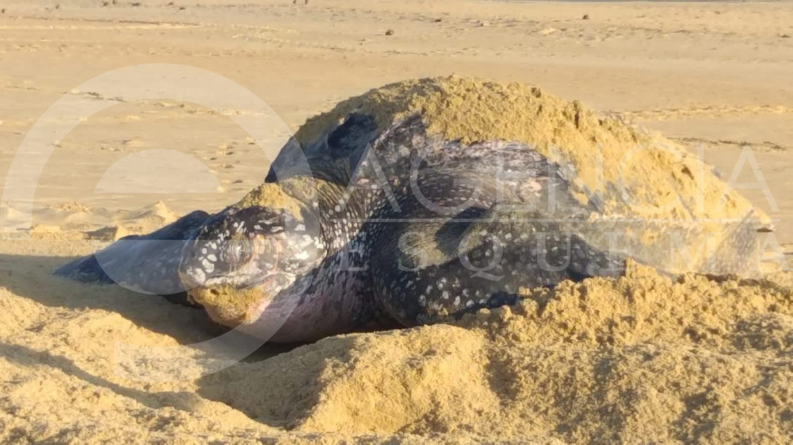 Comienzan a llegar las tortugas a Michoacán