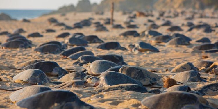 Logro para la naturaleza, temporada 2025 romperá récord de liberaciones de tortuga marina: Compesca