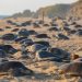Logro para la naturaleza, temporada 2025 romperá récord de liberaciones de tortuga marina: Compesca